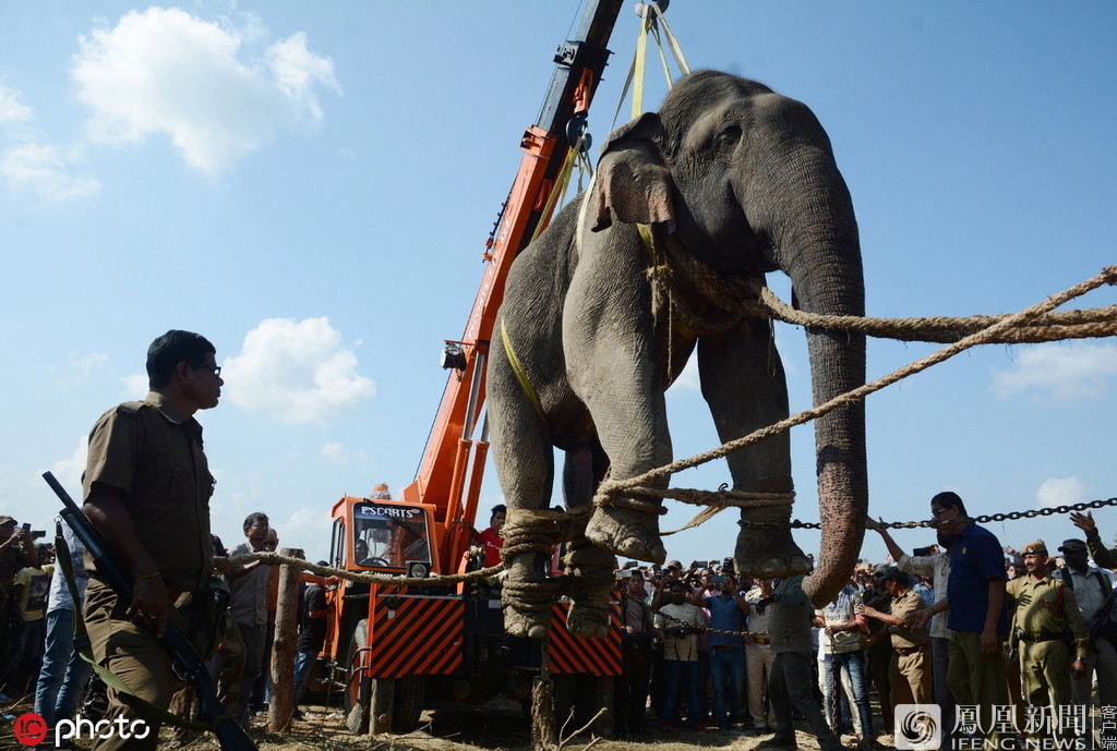 印度大象踩死人事件踩死5名村民逃亡2周后被捕
