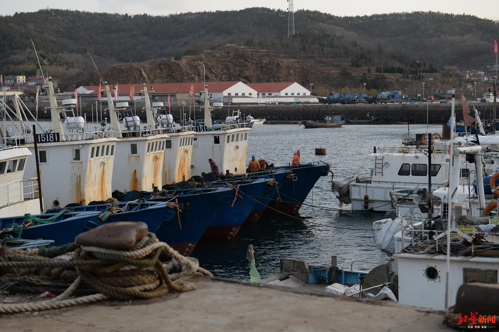 獐子岛扇贝大规模死亡岛民干笑几声你相信它们死了吗