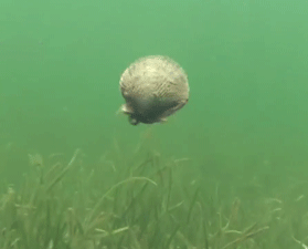 扇贝在近期出现"大比例死亡",其中部分海域死亡贝壳比例约占80%以上