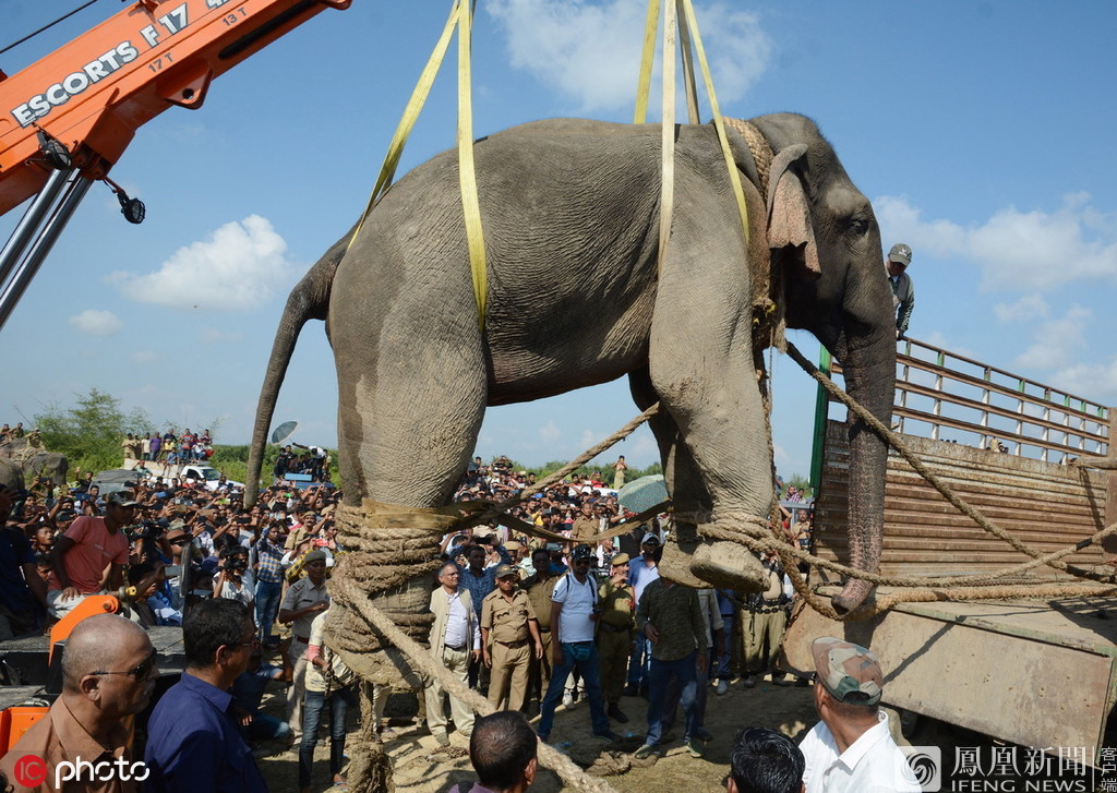 印度大象踩死人事件踩死5名村民逃亡2周后被捕