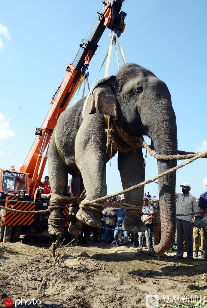 印度大象踩死人事件踩死5名村民逃亡2周后被捕