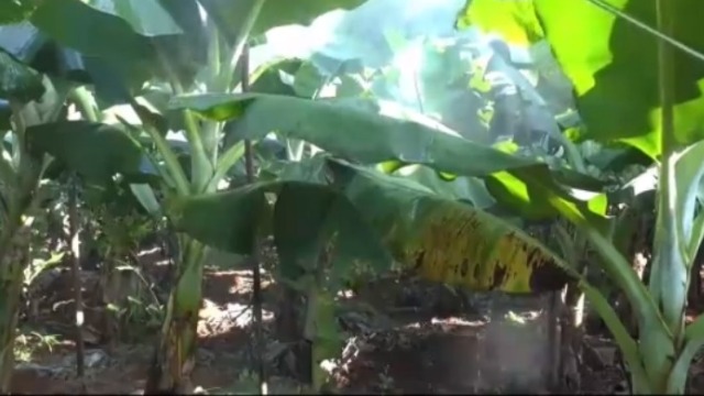 中国在老挝种植香蕉有难度：媒体称蕉农过量使用化肥