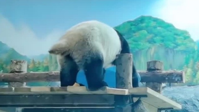 大熊猫粪便成动物园展品 闻起来还挺香……