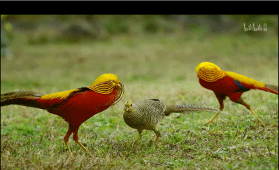 「整点电影」这群「戏精」，9.9不过分