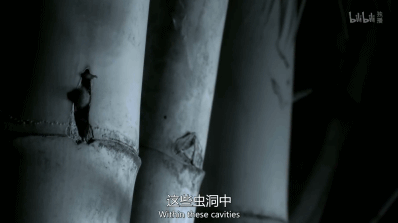 「整点电影」这群「戏精」，9.9不过分