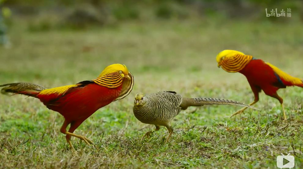 「整点电影」这群「戏精」，9.9不过分