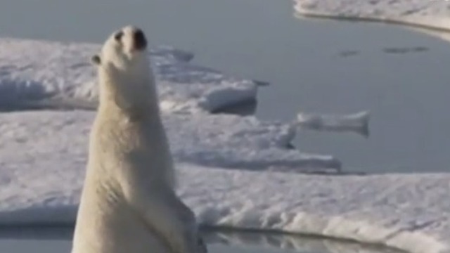 北极浮冰不断减少 北极熊的生活令人担忧 