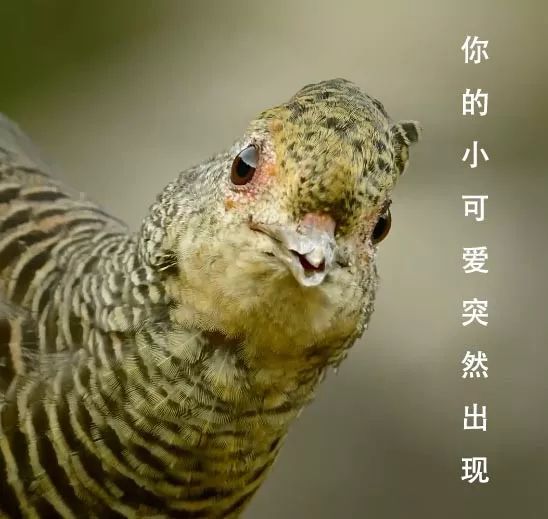 「整点电影」这群「戏精」，9.9不过分