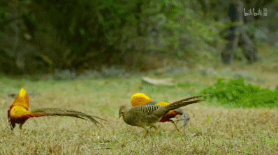 「整点电影」这群「戏精」，9.9不过分