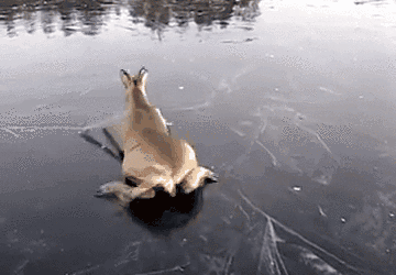 慌不择路！小鹿遭“追击” 惊慌失措在冰面上“蛙泳”