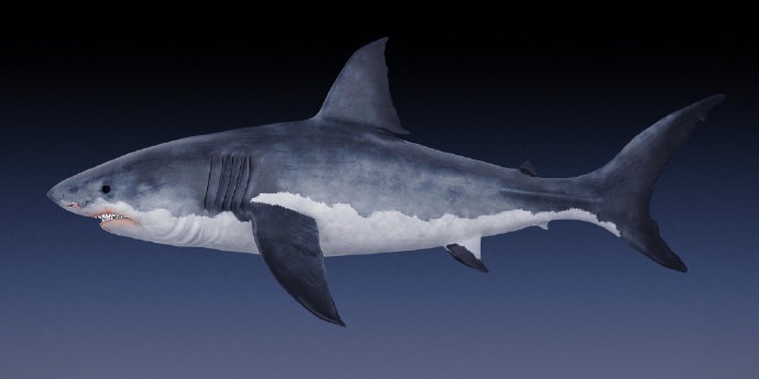 「IT之家」“老人与海”黑科技，罗永浩发布Sharklet鲨纹材料：能够抑菌