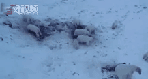 由于异常温暖 俄罗斯村庄被56只瘦骨嶙峋的北极熊包围 