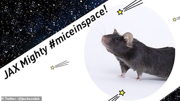 目的曝光！美国把40只老鼠送上太空竟为增强肌肉