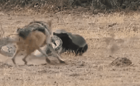 激烈！大蟒蛇捕食蜜獾被2头胡狼攻击 蜜獾趁机反杀