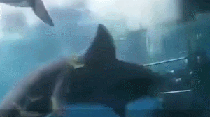大白鲨突然扑向潜水员 却被卡死在了铁笼上