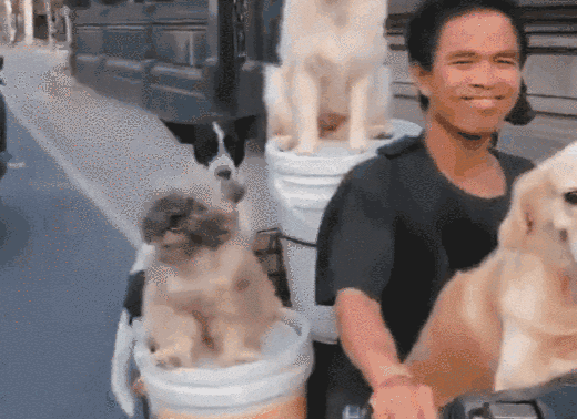 神操作！男子骑摩托车带6只狗兜风 狗狗表情享受看呆路人