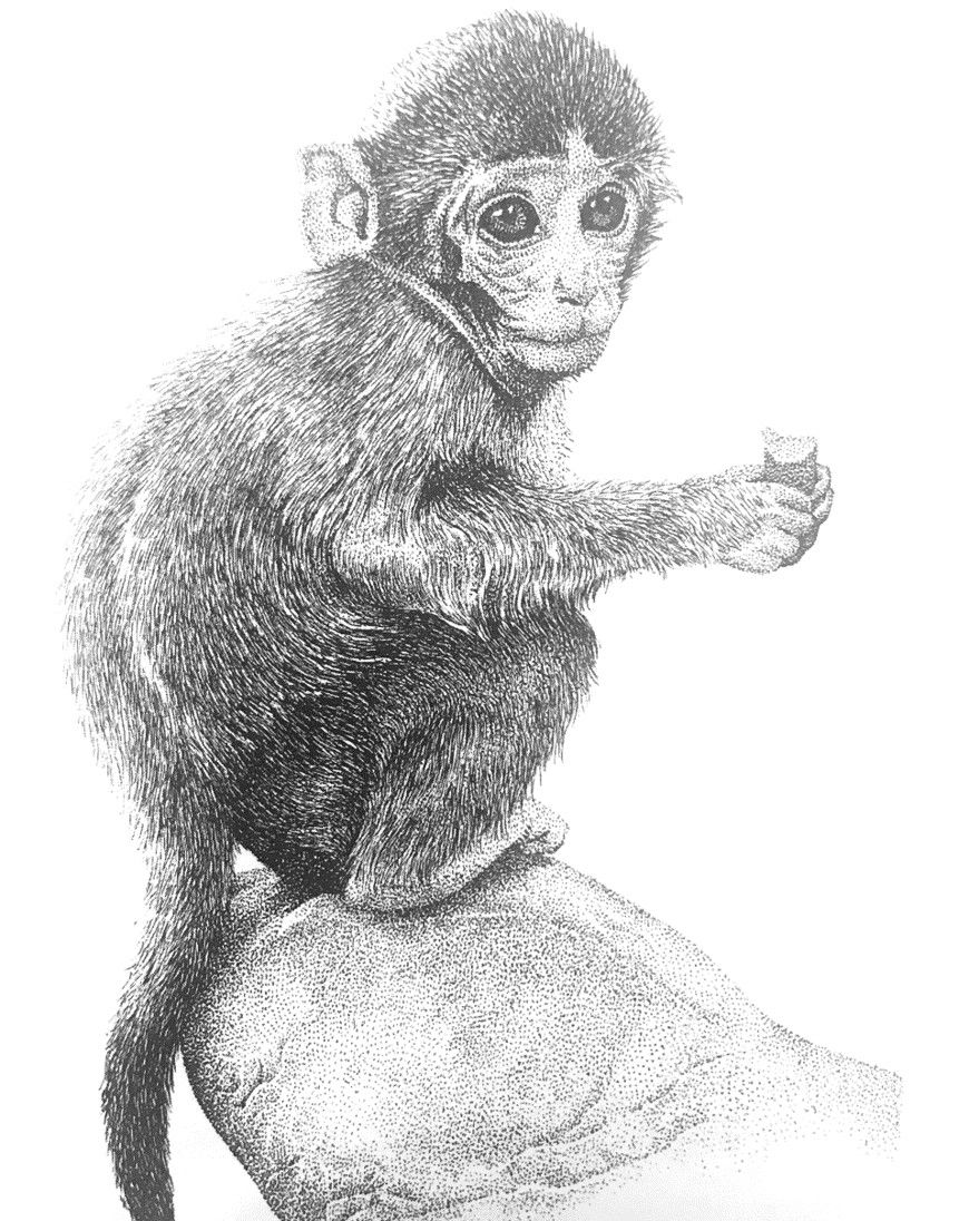 在动物面前人总会在某一刻与另一端的自己相遇