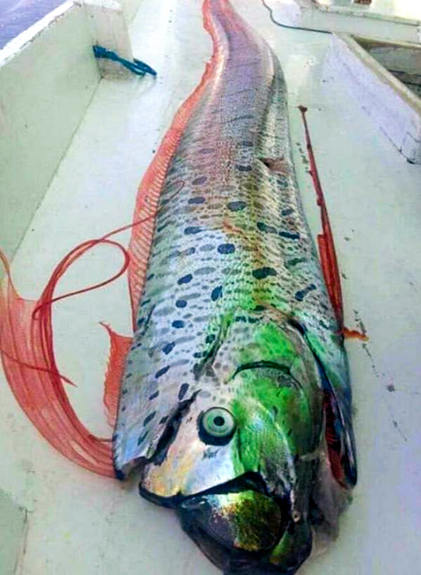 渔民捕获深海怪鱼称是地震前兆 印尼：只是日本传说