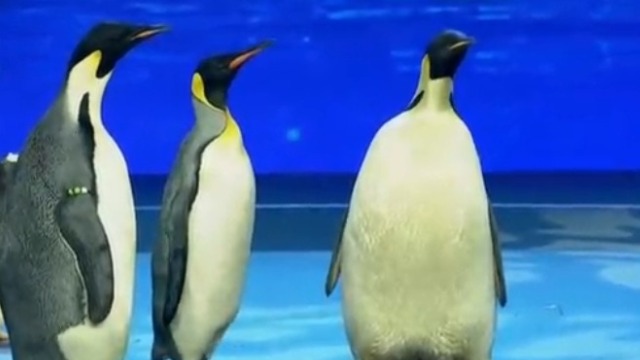 帝企鹅的体重可以达到50公斤？田川一番话惊呆全场