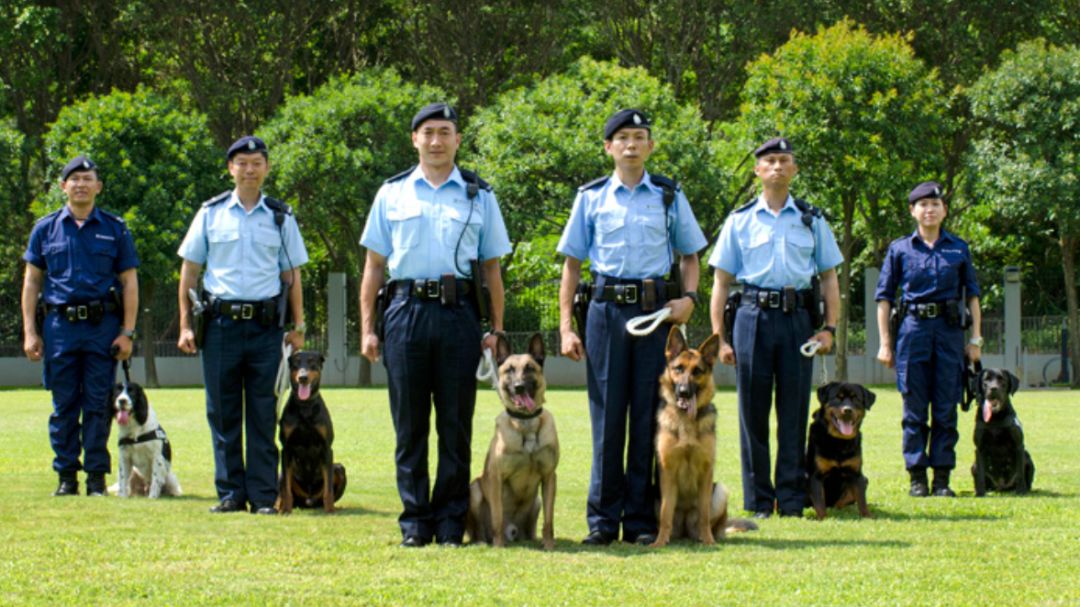 为应对暴力,香港警队给警犬定制新装备!