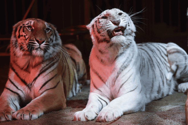 640_426gif 动态图 动图