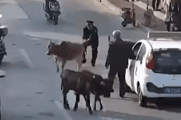 实拍：四头黄牛满大街狂奔 警察捉牛场面激烈