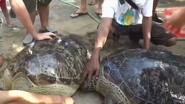 海龟法则完整版 F240F422F0834926A89A326266A08FFFE8660A37_w640_h360.jpg