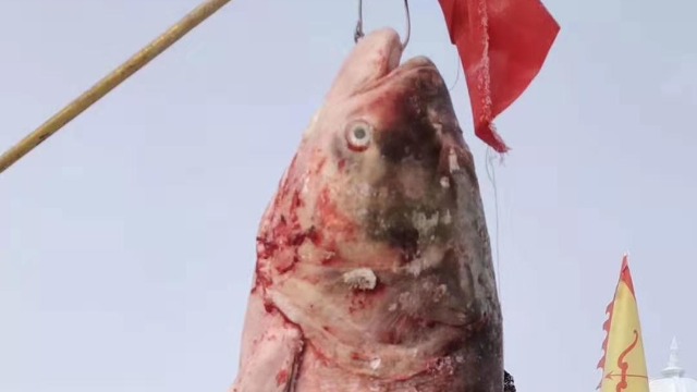 现场！吉林查干湖头鱼拍出2966666元天价