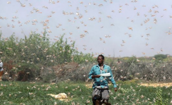 漫天蝗虫 吃不上饭的索马里农民这样做