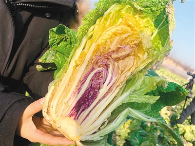 彩色大白菜。（西北农林科技大学供图）