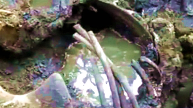 罕见！西伯利亚冻土层发现史前动物披毛犀 最后一餐保存完好