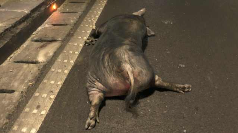 行车记录仪隧道内前方货车掉下一头猪被后方车辆撞死