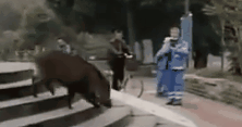四川街头惊现野猪乱跑 动物园围捕却让它跑了