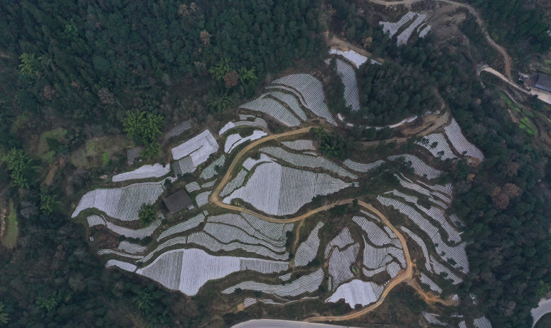 彭水太原镇产业融合发展助村民增收致富