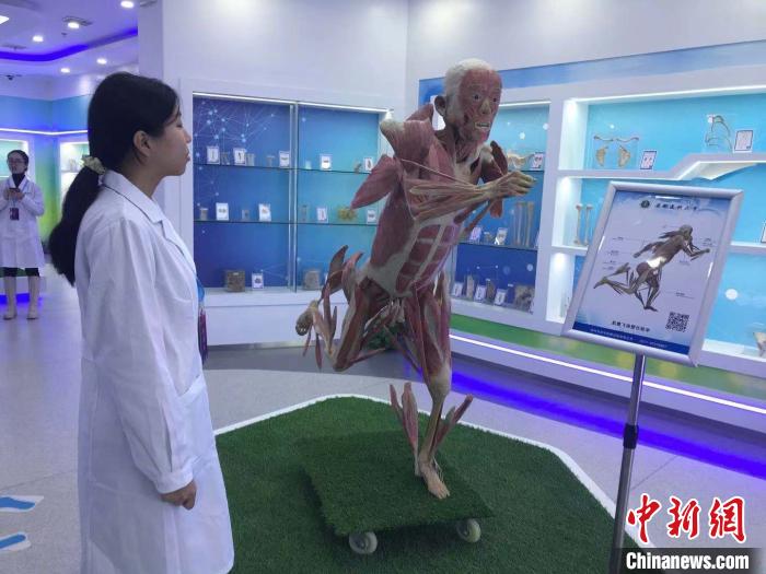 安徽医科大学人体科学馆的讲解员正在向记者讲解展示人体运动功能的人体标本。 刘鸿鹤 摄