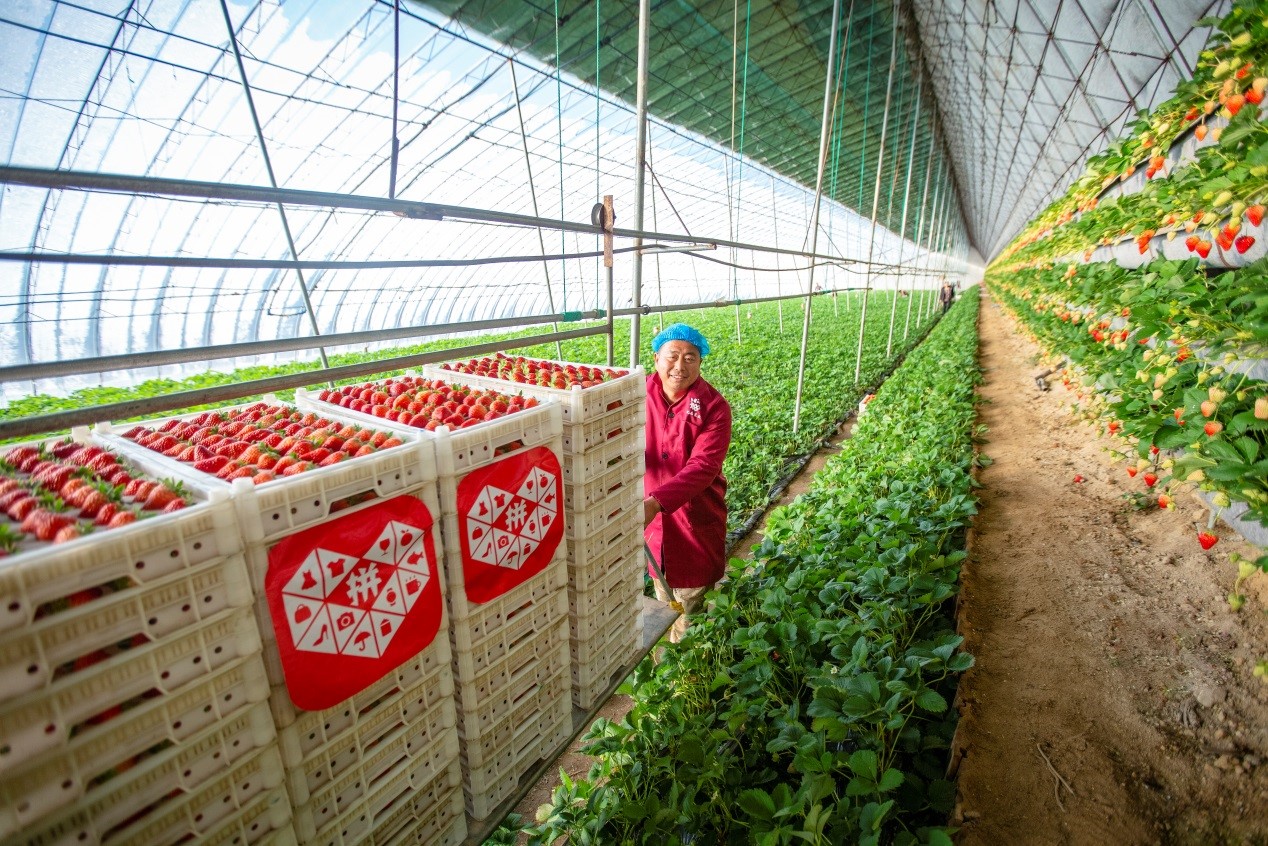 农户正在通过简易支架,把摘好的草莓运出大棚.