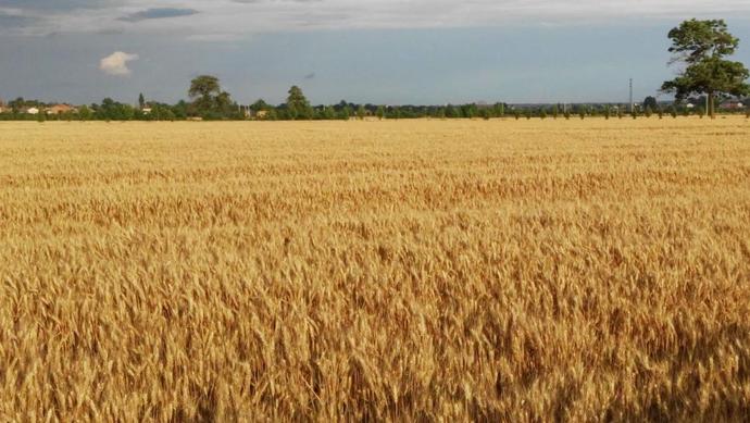 富硒小麦成为岐山乡村振兴新引擎
