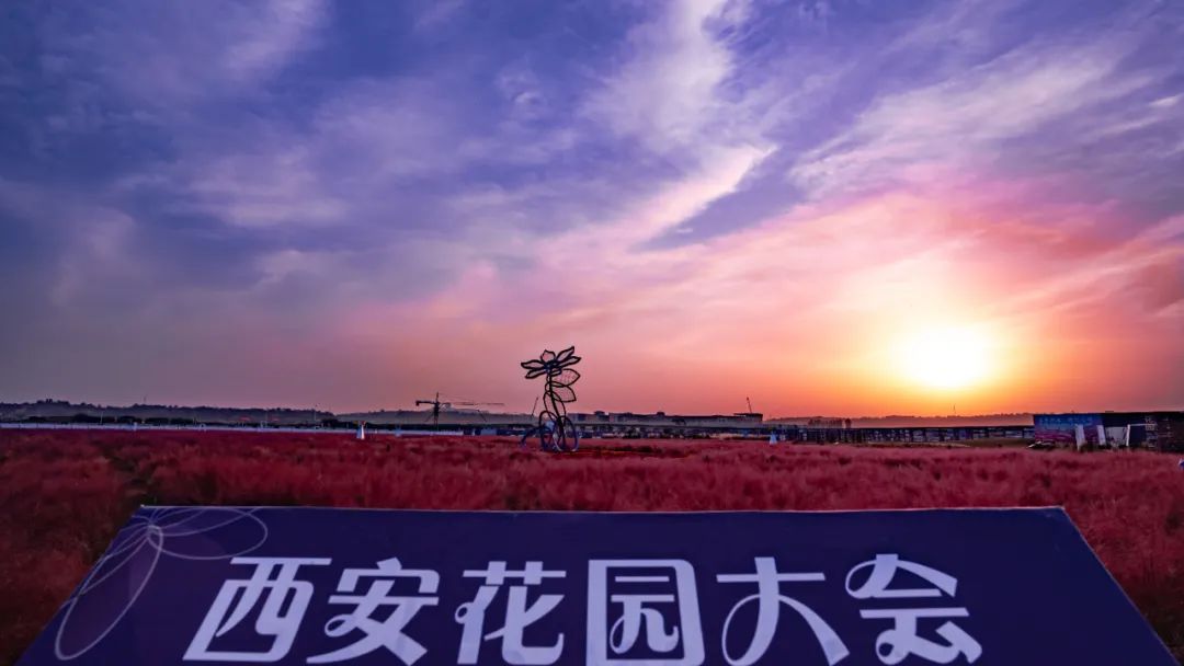 四季花海装扮生态之城我们这一年︱四季花海装扮生态之城在泾河湾路上