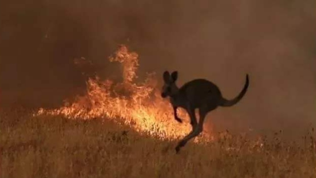 澳大利亚山火持续燃烧4个月 4.8亿只野生动物丧生