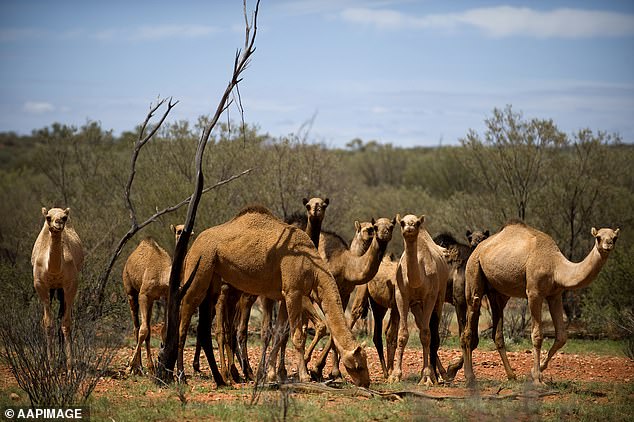 澳大利亚5天内将射杀1万只骆驼！因为它们喝了太多水