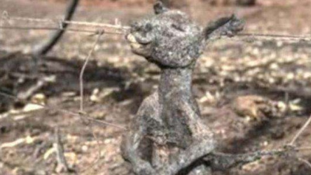 怵目惊心！ 澳大利亚山火造成至少4.8亿只野生动物丧生