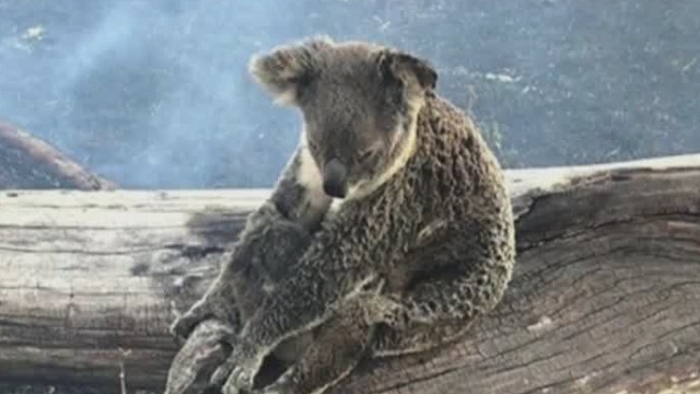 泪崩！ 澳大利亚山火致将近5亿只动物死亡