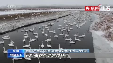 【生态文明@湿地】新疆湿地水系增加 迎来“稀客”灰鹤在此越冬
