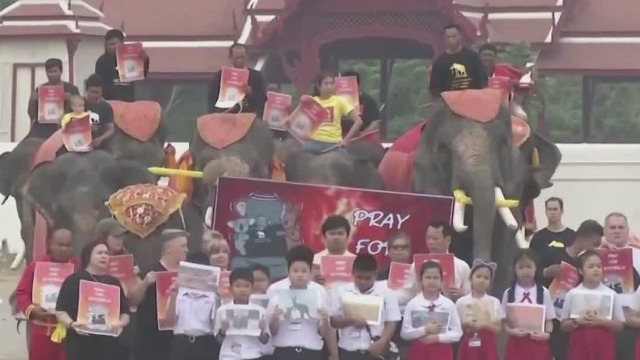 泰国举行大象游行 呼吁民众关注澳大利亚野生动物境况