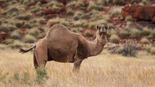 澳大利亚骆驼泛滥成灾!澳政府为消灭他们耗资1亿元!