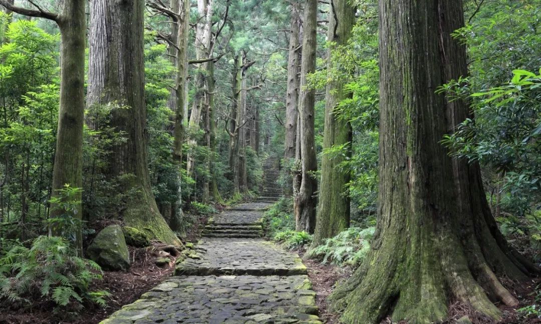 爬山赏樱泡温泉,手把手教你日本真正的小众玩法_凤凰网