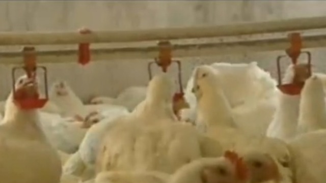 禽流感导致养殖场一夜间倒闭 养殖户面对镜头道出心声