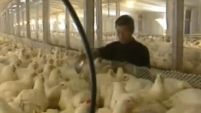 2013年全球针对禽流感作出应对 中国家禽业损失超400亿