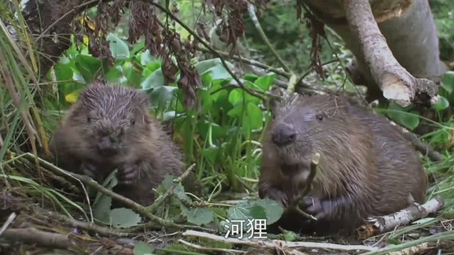 小动物竟也是建筑大师！毛茸茸的河狸用牙齿建堤坝