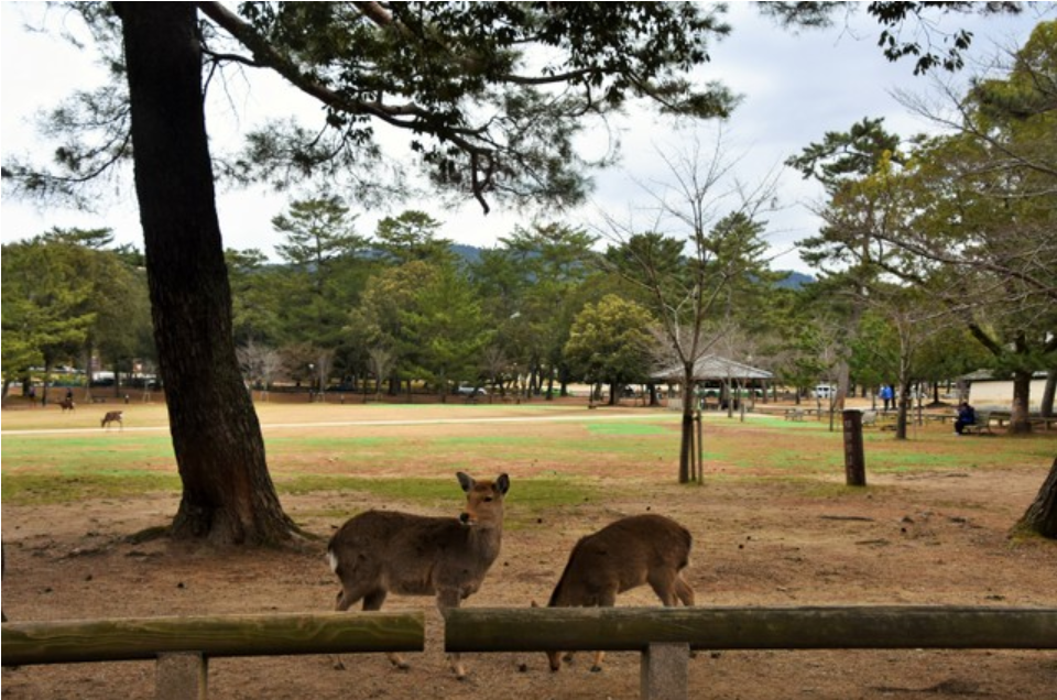 疫情致中国游客锐减 日本奈良公园的鹿撑不住了（图） - 1